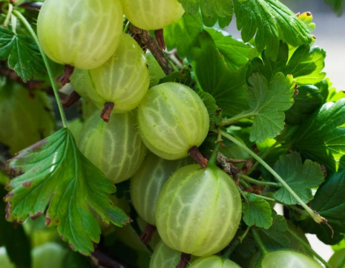 Weiße Stachelbeere Mucurines Hochstämmchen, cont. 5l