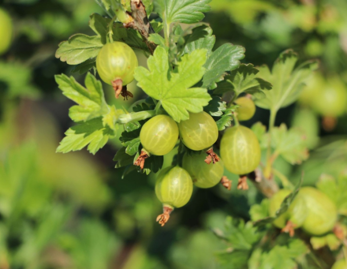 Weiße Stachelbeere Mucurines Hochstämmchen, cont. 5l