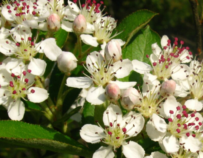 Schwarze Apfelbeere Hugin
