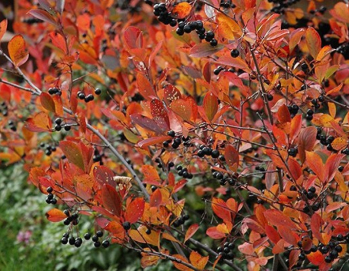 Schwarze Apfelbeere Hugin