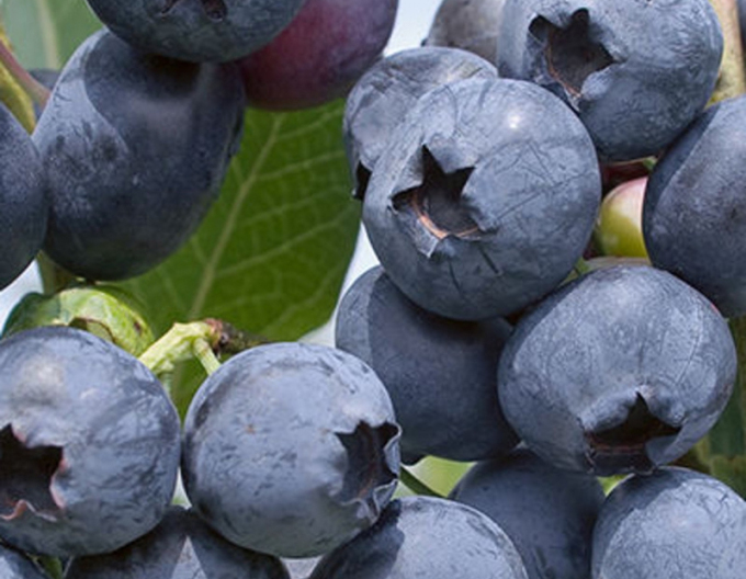 Kanadische Blaubeeren Polaris 5l