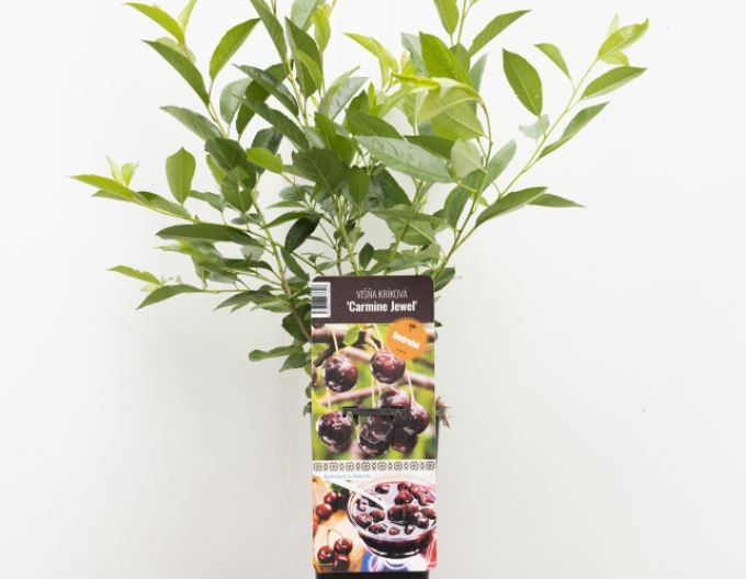 Prunus Carmine Jewell, Cont. 5l