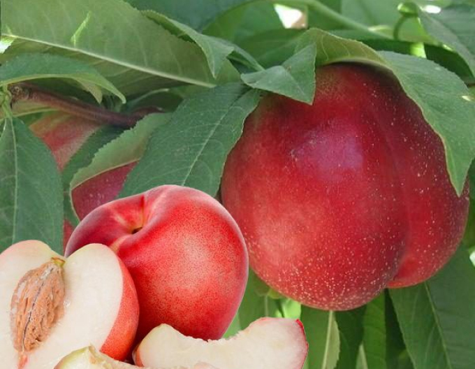 Nektarine Snow Queen auf GF677, wurzelnackt