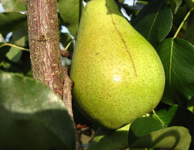 Birne Pariser, auf Quitte, wurzelnackt
