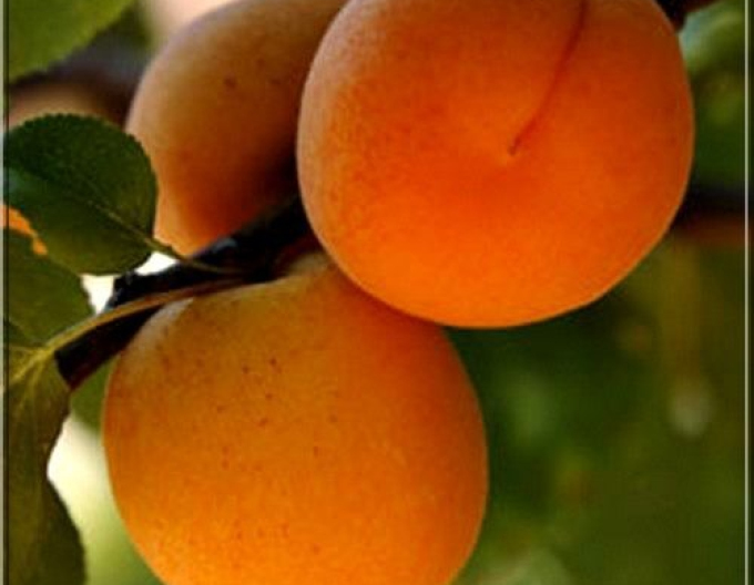 Aprikose Barbora, auf Myrobalane, wurzelnackt