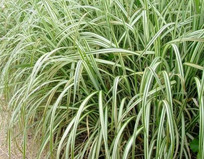 Chinesische Zierpflanze Cabaret