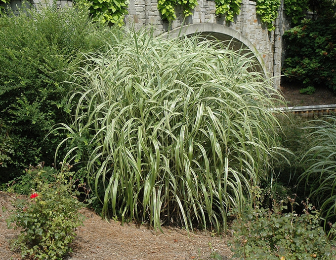 Chinesische Zierpflanze Cabaret