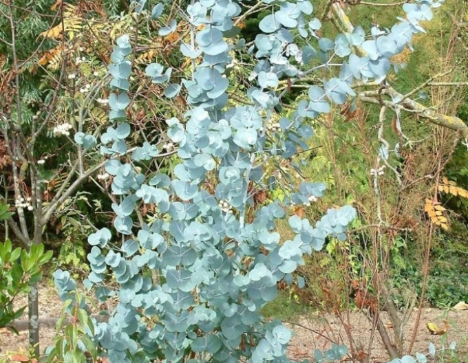 Eucalyptus Gunni