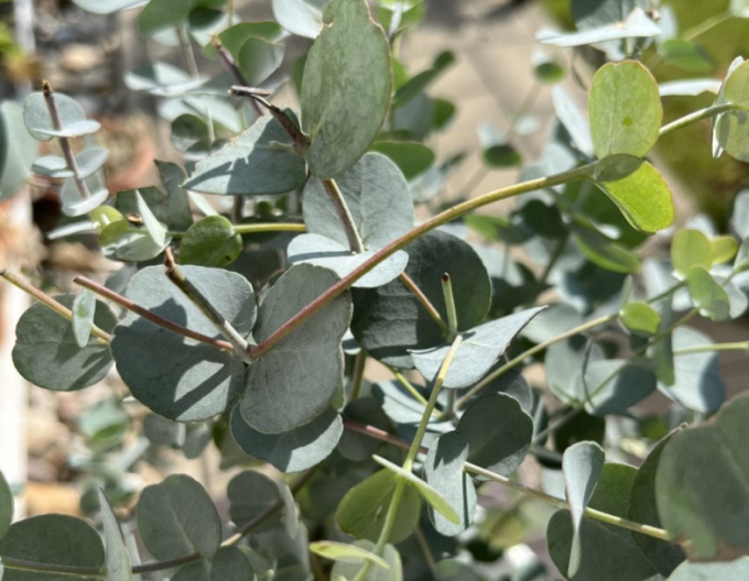 Eucalyptus Gunni