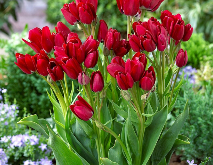 Tulpe multiflora Fiery Club