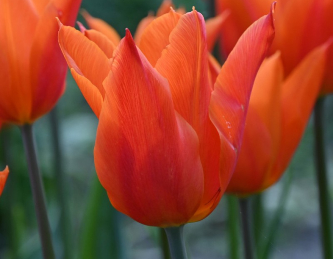 Tulpenlilienblume Ballerina