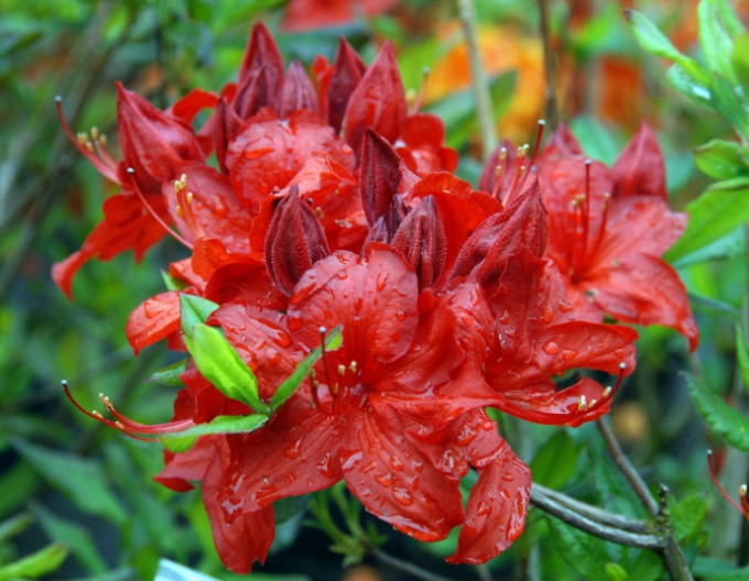 Azalee großblumig Parkfeuer