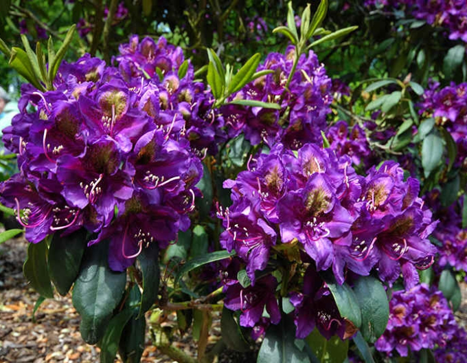 Rhododendron Marcel Menard