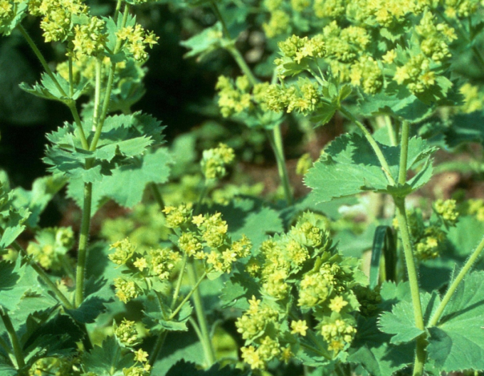 Alchemilla gemeinsam