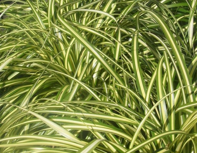 Austernpilz Aureovariegata