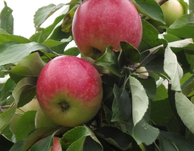 Apfelbaum Champion auf A2, wurzelnackt