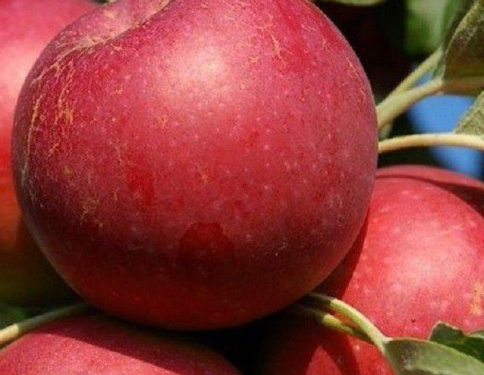 Apfelbaum Melrose auf M9,wurzelnackt