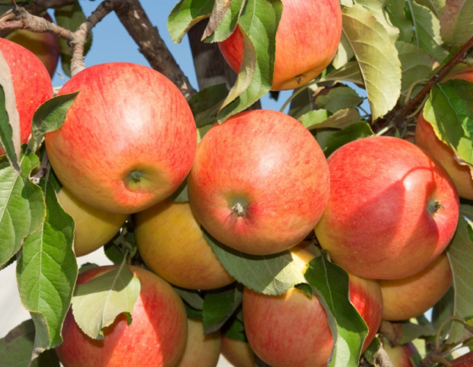 Säulenapfelbaum Herald Winter, sub. MM106, frei.