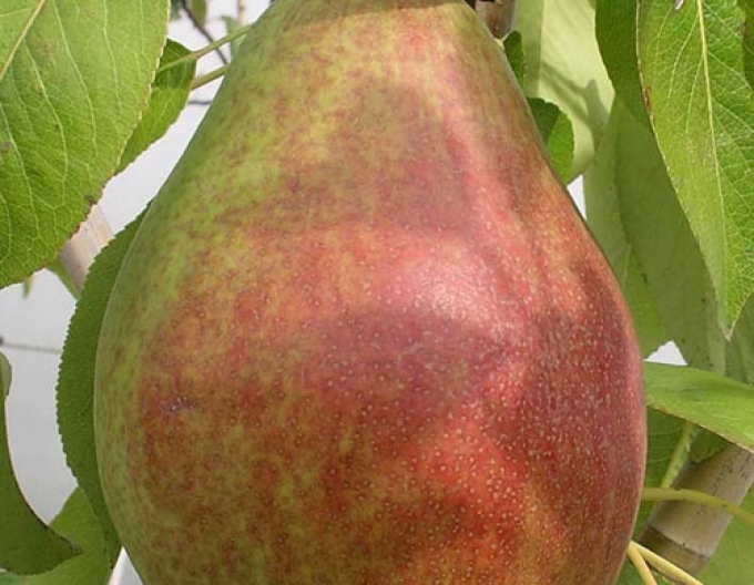 Sommerbirne Clappova, auf Quitte, wurzelnackt