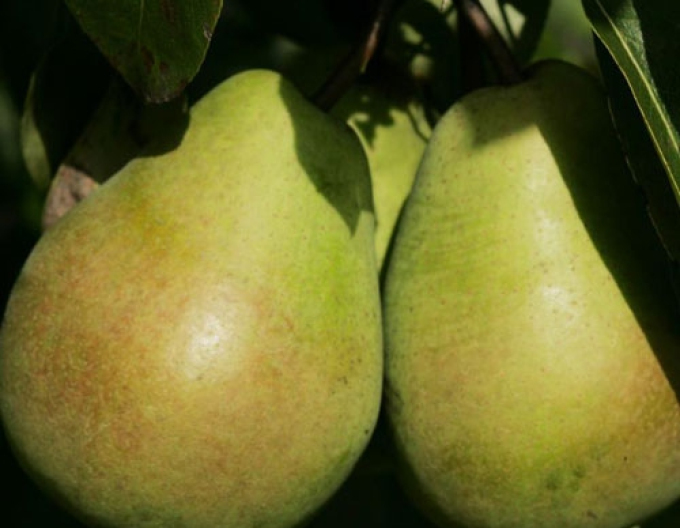 Birne Lucas auf Quitte, wurzelnackt