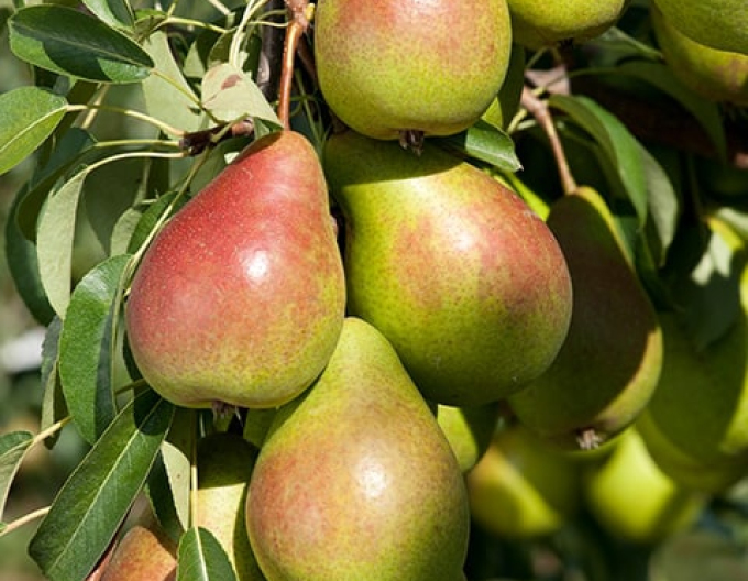 Zwergbirne Gute Luise auf Quitte, wurzelnackt