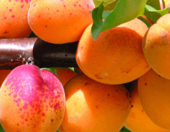 Aprikose Großpavlovitzer, auf St. Julien, wurzelnackt