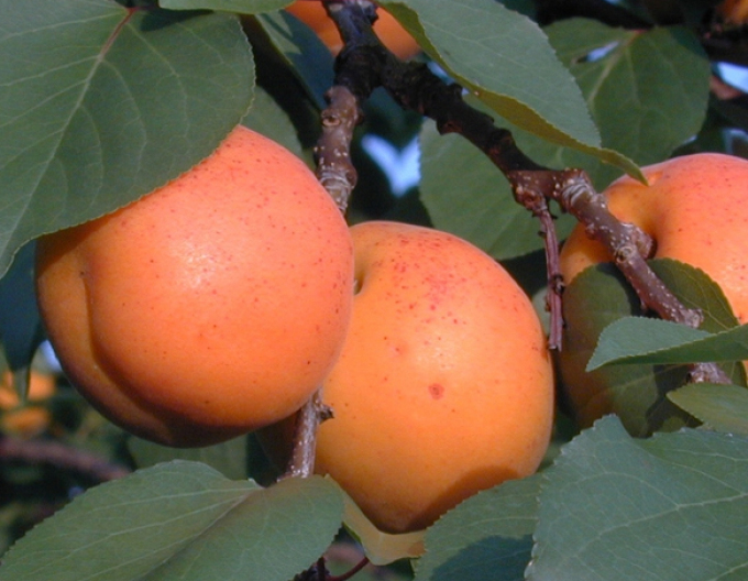 Aprikose Goldrich, auf Myrobalane, wurzelnackt