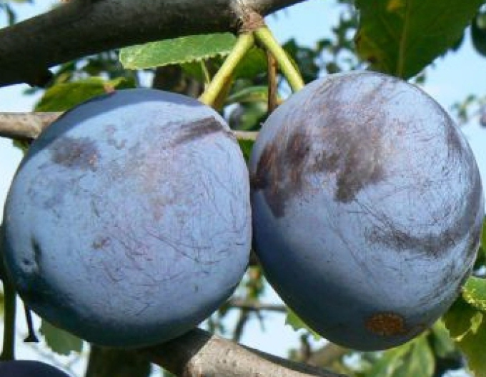 Pflaume Durandzia, auf Myrobalane, wurzelnackt