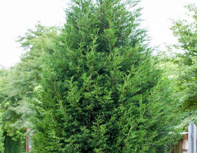 Leyland-Zypresse 2001