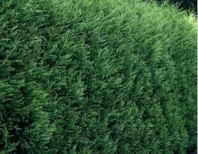 Leyland-Zypresse 2001