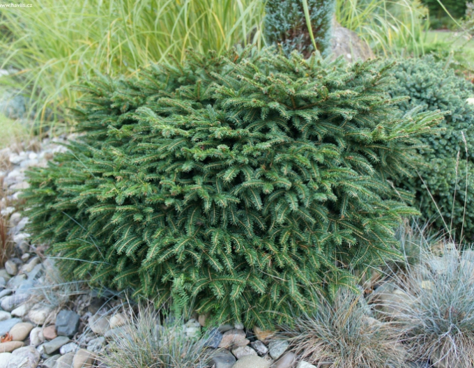 Serbische-Fichte Karel