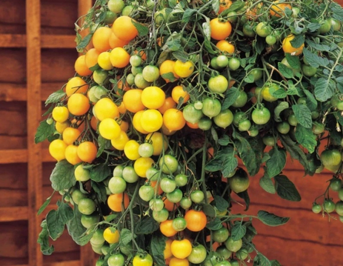 Semo BuschtomateTumbling Tom YELLOW