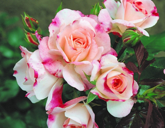 Rose Rosenstadt Freising