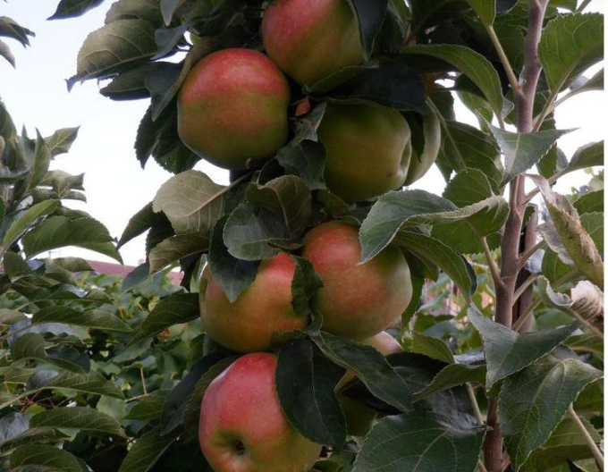 Säulenapfel Slendera, auf MM106, Cont. 2l