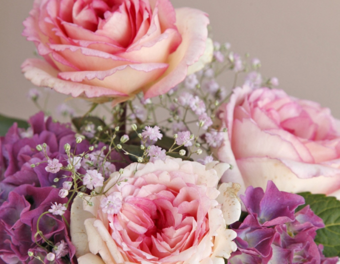 Rose Suovenir de Baden Baden