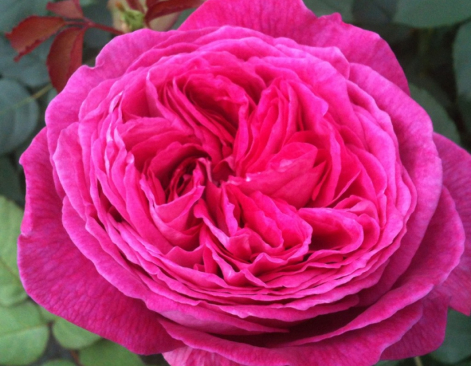 Rose Freifrau Caroline