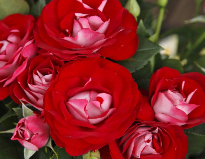 Rose Rose der Einheit