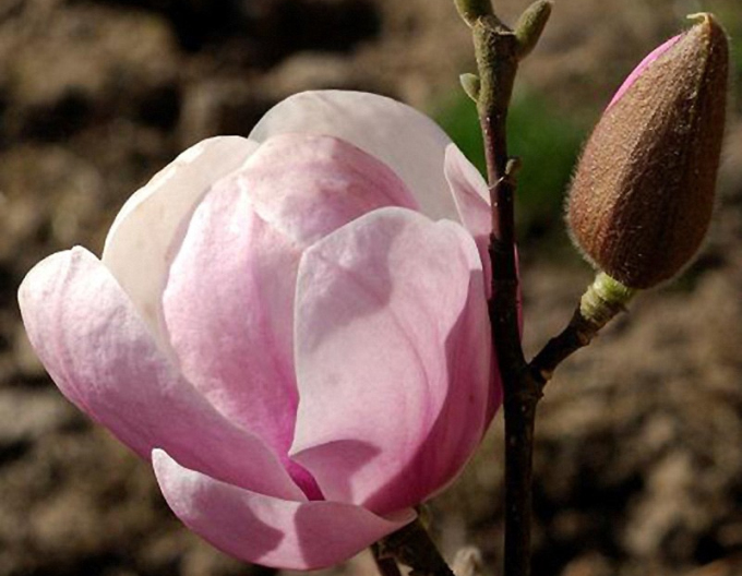 Magnolie Festirose