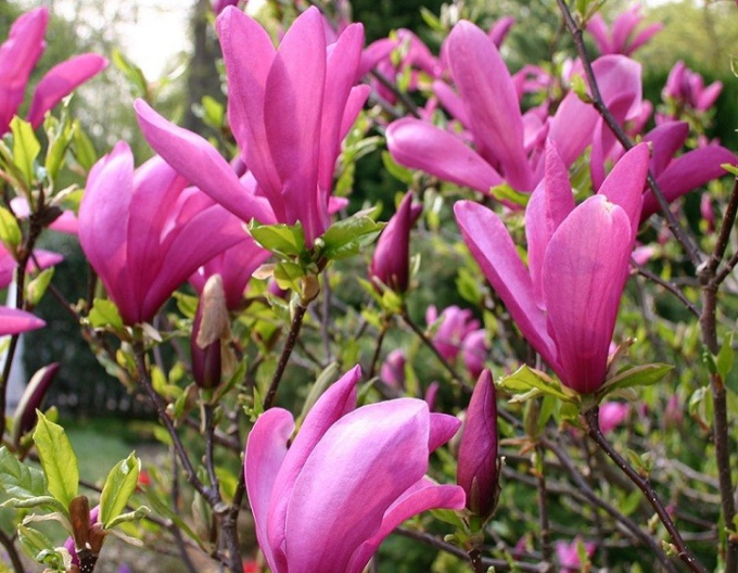 Magnolie Susan