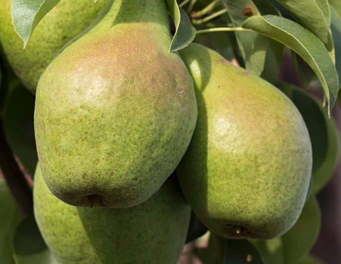 Säulenbirne Condo, auf Quitte, Cont. 2l