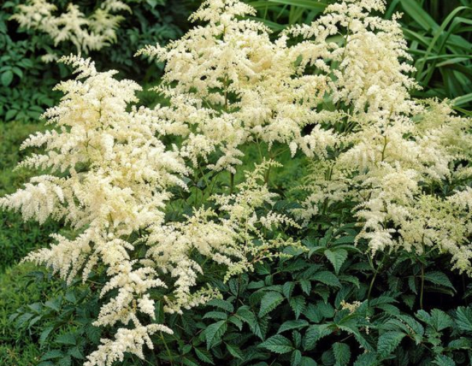 Prachtspiere Brautschleier