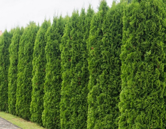 Lebensbaum Smaragd 90 - 110cm