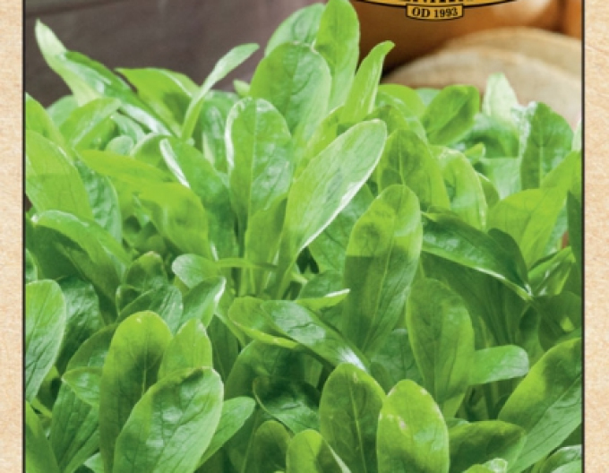 Feldsalat  Grote Noordholladse