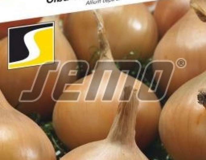 Semo Zwiebel Aeneus F1