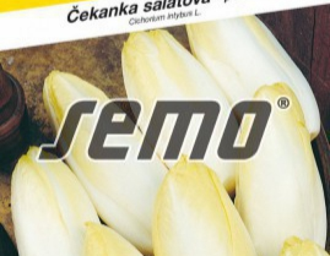 Semo Chicorée Mechelse Middelvroeg