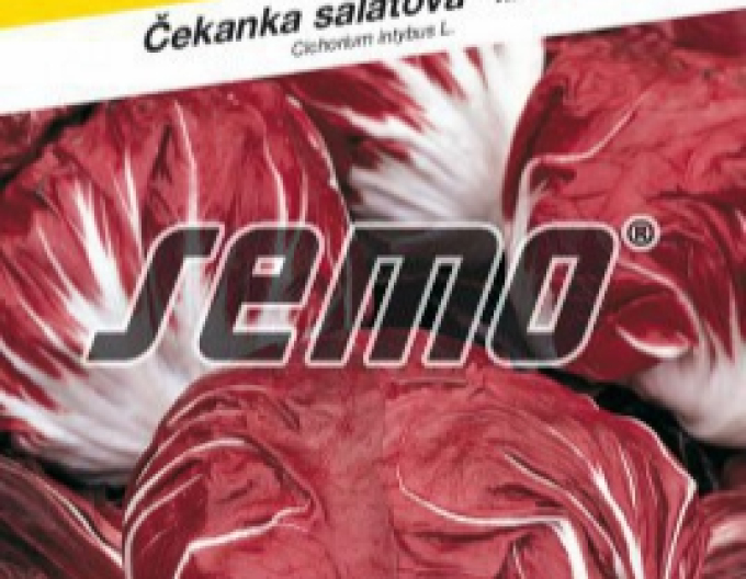 Semo Chicorée Palla Rossa 3