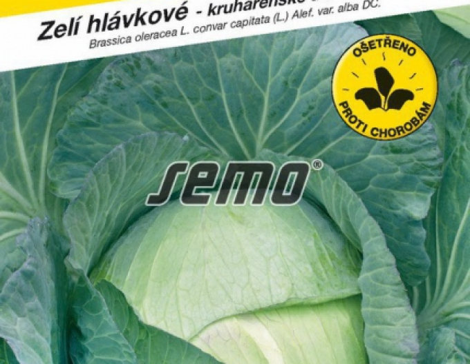 Semo Weißkohl  Kamienna Glowa