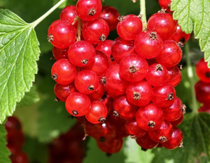 Rote Johannisbeere "Jonkheer van tets" Strauch