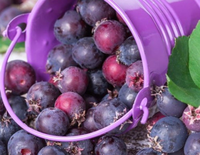 Felsenbirne  Prinz-William