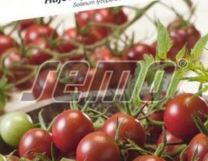 Semo Stabtomate Sunchocola F1